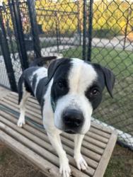 Shelter Stray Female Dog last seen Near Brownlee Rd, Atlanta, GA, 1251 Fulton Industrial Blvd NW, Atlanta, GA 30336, USA