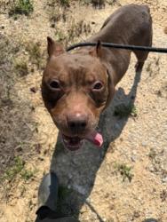 Shelter Stray Female Dog last seen Near Beryl St., Atlanta, GA, 1251 Fulton Industrial Blvd NW, Atlanta, GA 30336, USA