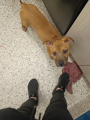 Shelter Stray Female Dog last seen 1988-102 Stanton Rd, Atlanta, GA, 1251 Fulton Industrial Blvd NW, Atlanta, GA 30336, USA