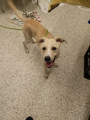 Shelter Stray Female Dog last seen Near happy hollow ct, Atlanta, GA, 1251 Fulton Industrial Blvd NW, Atlanta, GA 30336, USA