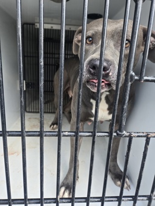 Shelter Stray Female Dog last seen Near old National Hwy, South Fulton, GA, 1251 Fulton Industrial Blvd NW, Atlanta, GA 30336, USA
