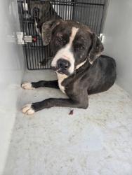 Shelter Stray Male Dog last seen Near old National Hwy, South Fulton, GA, 1251 Fulton Industrial Blvd NW, Atlanta, GA 30336, USA
