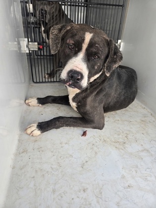 Shelter Stray Male Dog last seen Near old National Hwy, South Fulton, GA, 1251 Fulton Industrial Blvd NW, Atlanta, GA 30336, USA