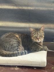 Found/Stray Female Cat last seen By police department, San Antonio, TX 78201