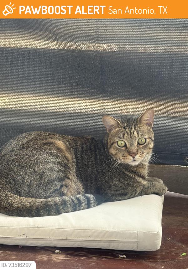 Found/Stray Female Cat last seen By police department, San Antonio, TX 78201
