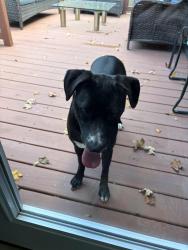 Found/Stray Unknown Dog last seen Carmel rd, Charlotte, NC 28226
