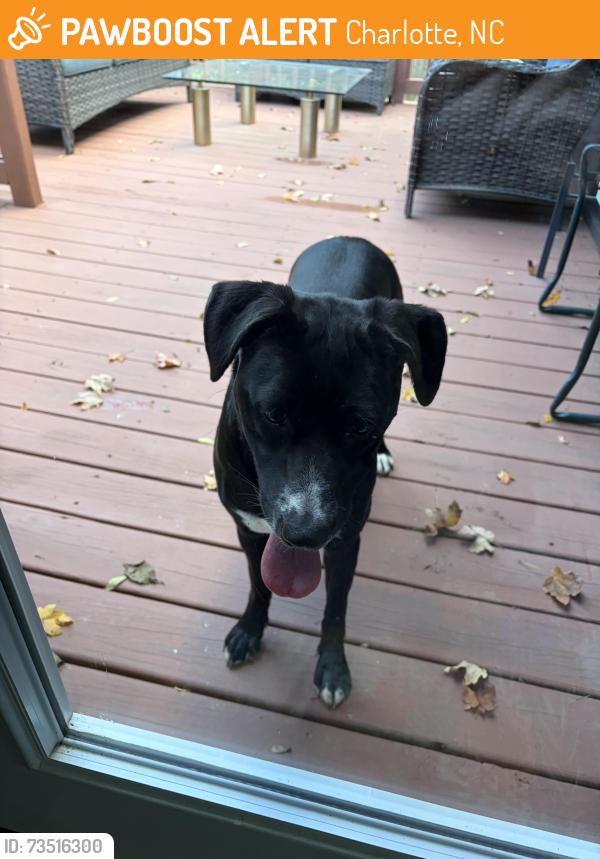 Found/Stray Unknown Dog last seen Carmel rd, Charlotte, NC 28226