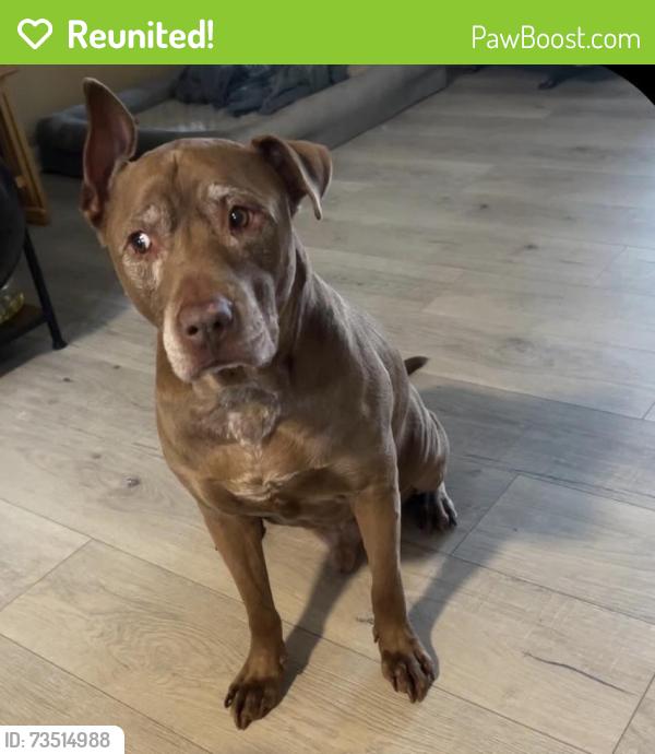 Reunited Male Dog last seen Near Darley Ave, Baltimore, MD 21213, USA, Baltimore, MD 21213