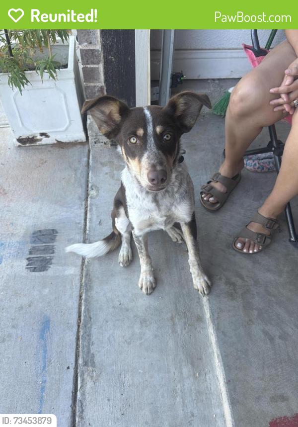 Reunited Male Dog last seen O’Reillys Close, To Super Mercado in midland texas, Midland, TX 79701