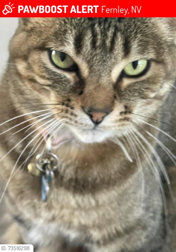 Lost Female Cat last seen Walker River, Fernley, NV 89408