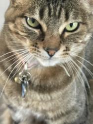 Lost Female Cat last seen Walker River, Fernley, NV 89408