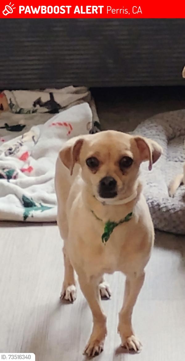 Lost Female Dog last seen A street, Perris, CA 92570