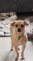 Lost Female Dog last seen A street, Perris, CA 92570