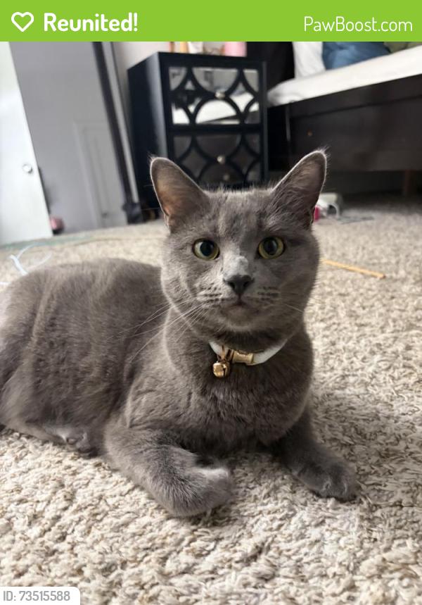Reunited Male Cat last seen Near Hollow Crst Ct, Norman, OK 73071, USA, Norman, OK 73071