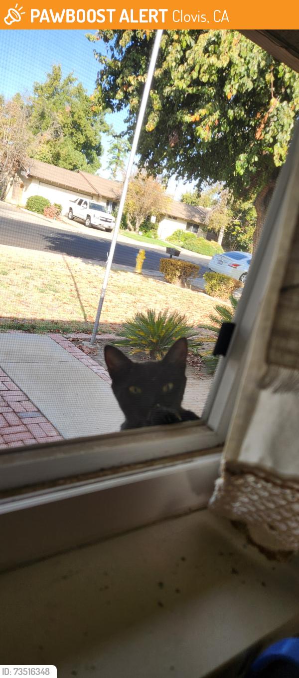 Found/Stray Female Cat last seen West Barstow & Willow Ave by Colorado Grill, Clovis, CA 93612