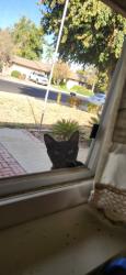 Found/Stray Female Cat last seen West Barstow & Willow Ave by Colorado Grill, Clovis, CA 93612