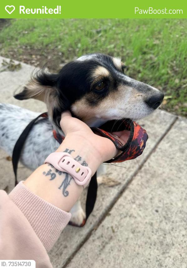 Reunited Male Dog last seen Boone and Anglin, Cleburne, TX 76031