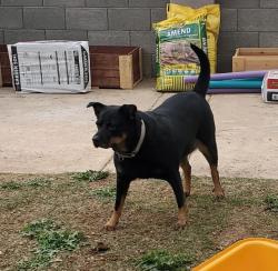 Reunited Female Dog last seen Leaf Verde RV Park, Buckeye, AZ 85326