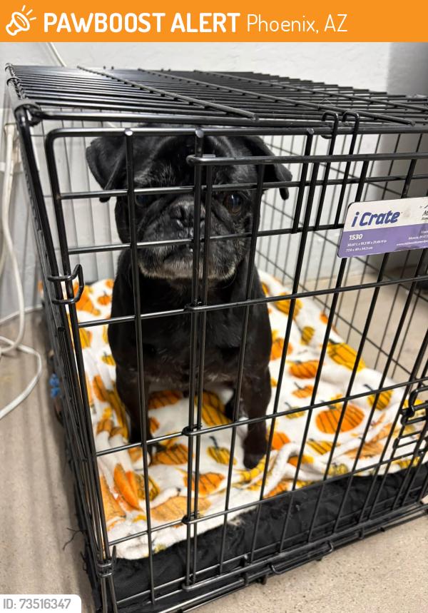 Found/Stray Male Dog last seen 19th Ave & Greenway, Phoenix, AZ 85023