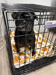 Found/Stray Male Dog last seen 19th Ave & Greenway, Phoenix, AZ 85023