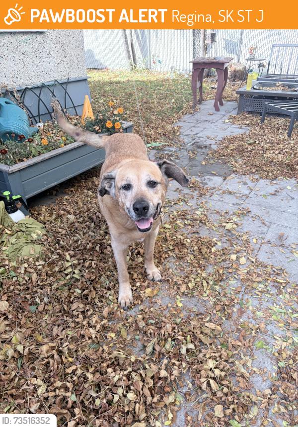 Found/Stray Unknown Dog last seen Cathedral near 7-11, Regina, SK S4T 4J7