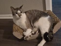 Reunited Male Cat last seen Mabel Davis District Park, Austin, TX 78741