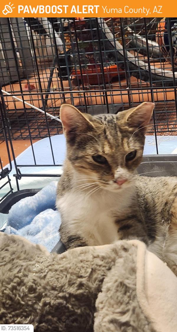 Found/Stray Male Cat last seen 32nd, Yuma County, AZ 85365