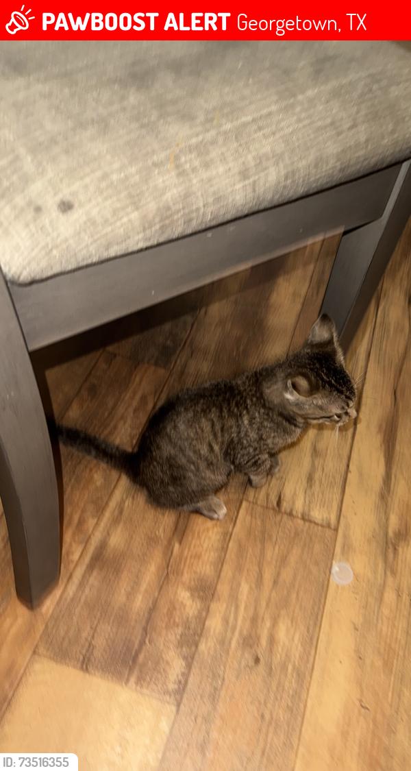 Lost Unknown Cat last seen Katy Crossing Georgetown, Georgetown, TX 78626