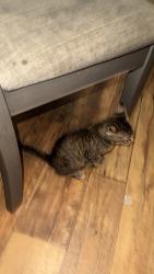 Lost Unknown Cat last seen Katy Crossing Georgetown, Georgetown, TX 78626