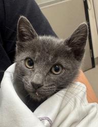 Shelter Stray Male Cat last seen Near Pearl Place, El Cajon, CA, 92020, El Cajon, CA 92020, USA