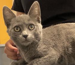 Shelter Stray Female Cat last seen Near 31 Street, San Diego, CA, 92104, 5500 Gaines St, San Diego, CA 92110, USA