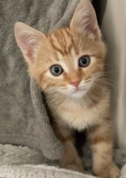 Shelter Stray Male Cat last seen Near Vis Santiago Street, Vista, CA, 92081, Oceanside, CA 92058, USA