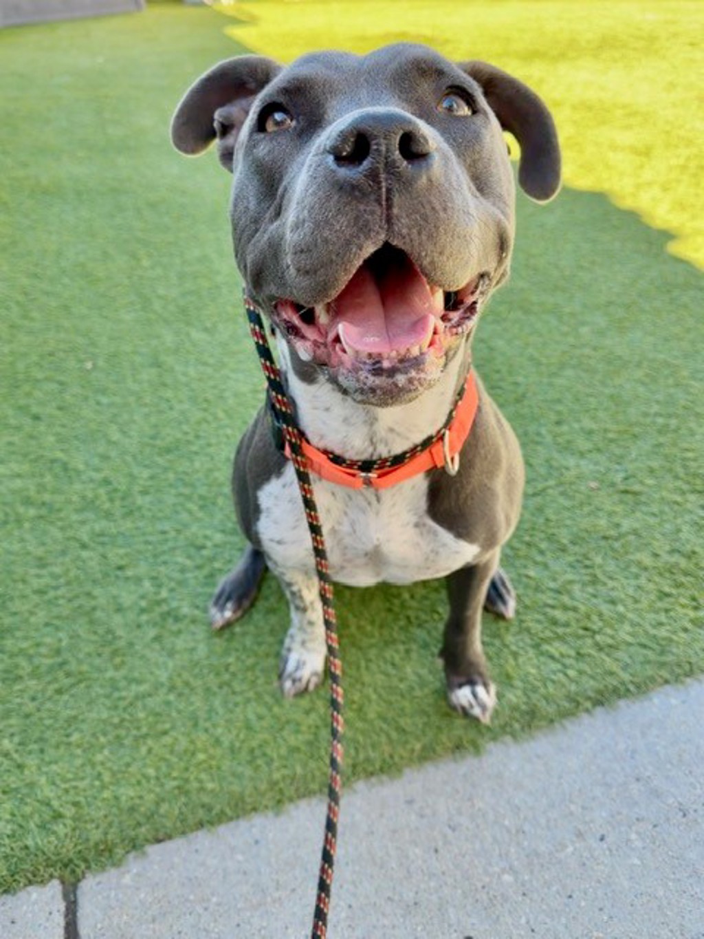 Shelter Stray Female Dog last seen Near W Narrowes Road, Bluffdale, UT, 84065, 511 W 3900 S, Salt Lake City, UT 84123, USA