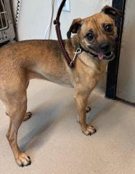 Shelter Stray Female Dog last seen Near Millar Avenue, El Cajon, CA, 92020, El Cajon, CA 92020, USA