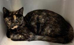 Shelter Stray Female Cat last seen Near 30th Street, San Diego, CA, 92104, 5500 Gaines St, San Diego, CA 92110, USA