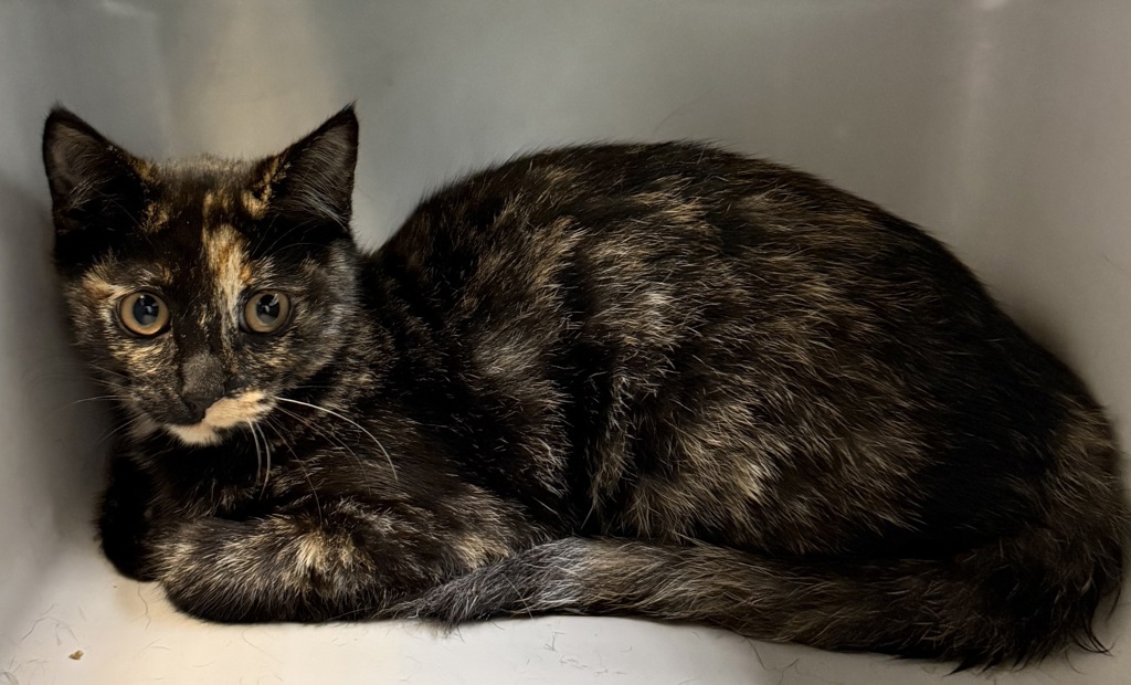 Shelter Stray Female Cat last seen Near 30th Street, San Diego, CA, 92104, 5500 Gaines St, San Diego, CA 92110, USA