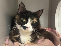 Shelter Stray Female Cat last seen Near Snyder Avenue, BROOKLYN, NY, 11226, 326 E 110th St, New York, NY 10029, USA