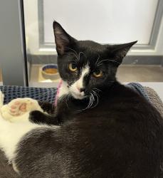 Shelter Stray Male Cat last seen Near S 29th Street, San Diego, CA, 92113, 5500 Gaines St, San Diego, CA 92110, USA