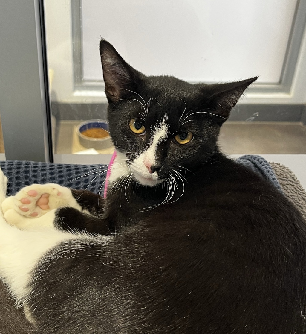 Shelter Stray Male Cat last seen Near S 29th Street, San Diego, CA, 92113, 5500 Gaines St, San Diego, CA 92110, USA