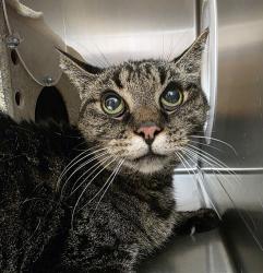 Shelter Stray Female Cat last seen SE Evans and Sweetbriar, TROUTDALE, OR, 97060, 1700 W Historic Columbia River Hwy, Troutdale, OR 97060, USA