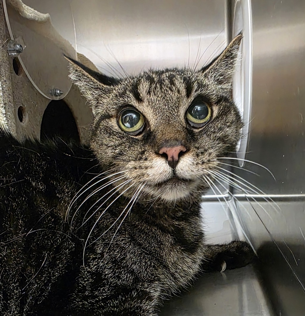 Shelter Stray Female Cat last seen SE Evans and Sweetbriar, TROUTDALE, OR, 97060, 1700 W Historic Columbia River Hwy, Troutdale, OR 97060, USA