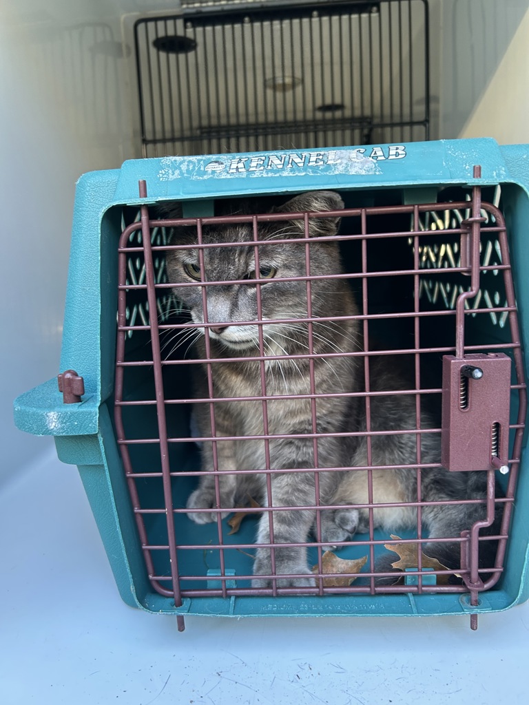 Shelter Stray Male Cat last seen Near Palm Beach Place, VIRGINIA BEACH, VA, 23452, 341 S Birdneck Rd, Virginia Beach, VA 23451, USA