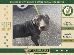 Shelter Stray Female Dog last seen FL, 5100 W Eau Gallie Blvd, Melbourne, FL 32934, USA