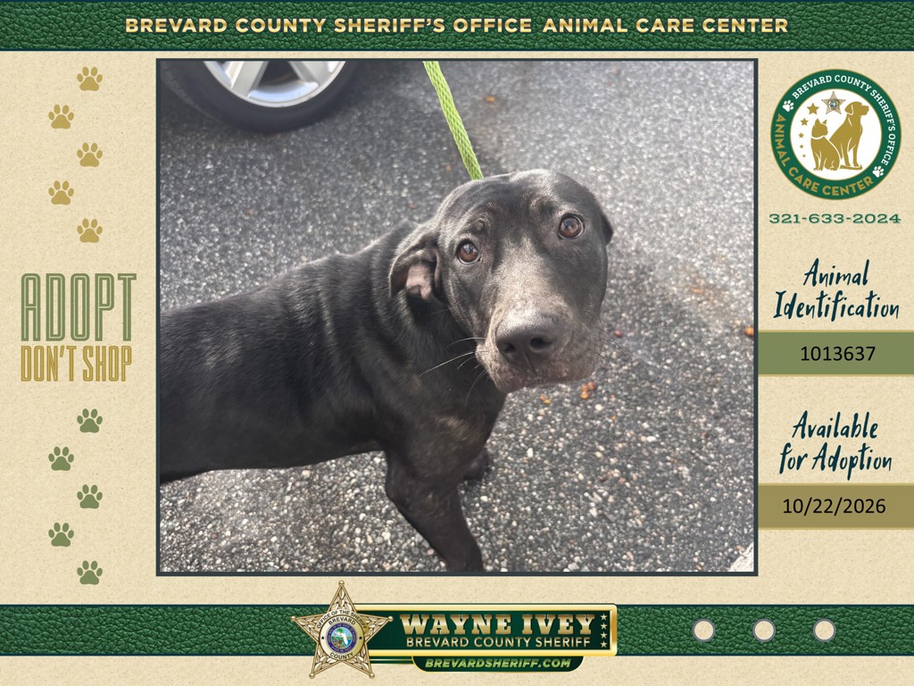 Shelter Stray Female Dog last seen FL, 5100 W Eau Gallie Blvd, Melbourne, FL 32934, USA