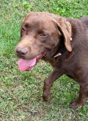 Shelter Stray Male Dog last seen Bradbury Court, MD, 411 Maxwell Frye Rd, Millersville, MD 21108, USA