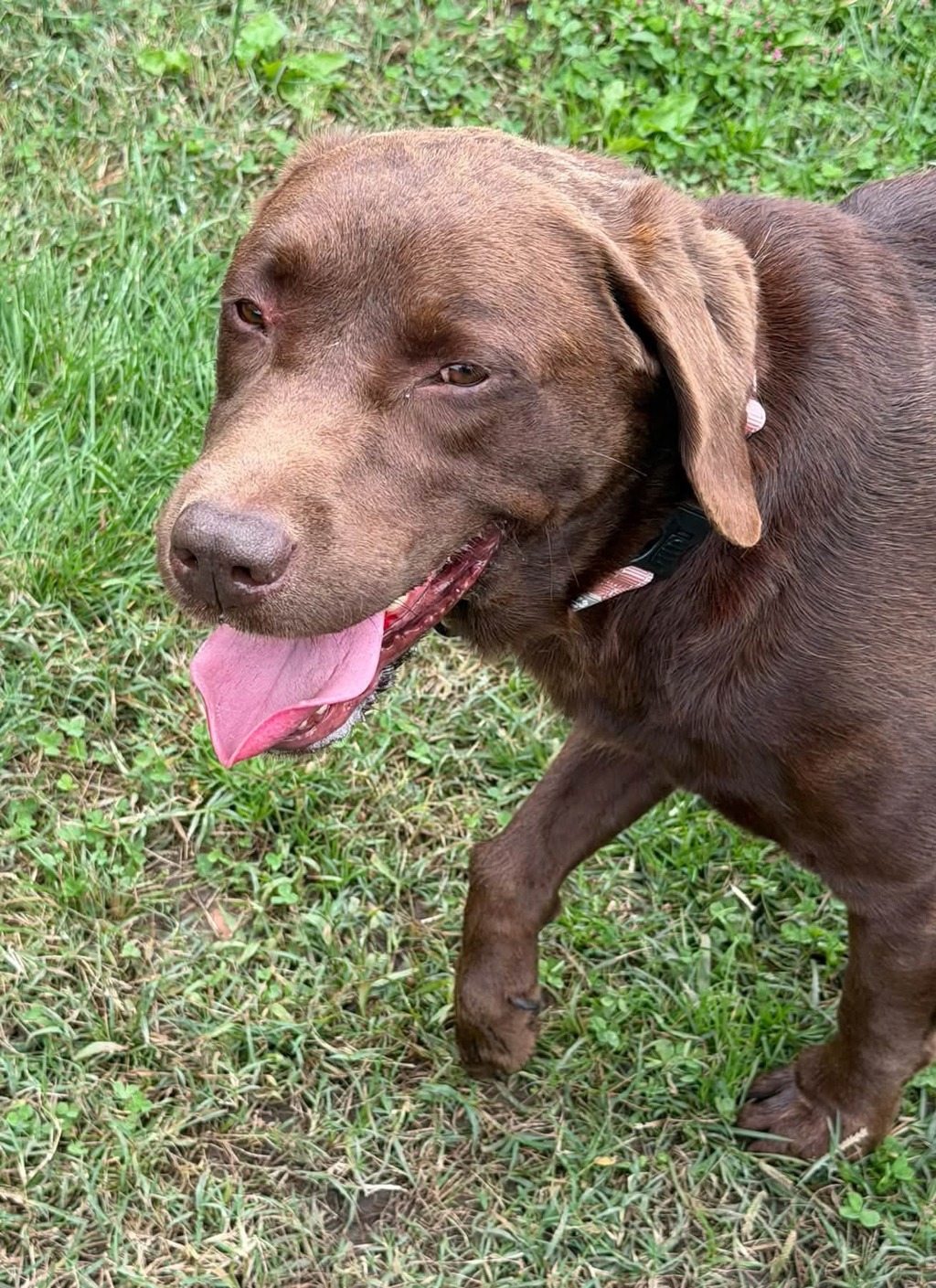 Shelter Stray Male Dog last seen Bradbury Court, MD, 411 Maxwell Frye Rd, Millersville, MD 21108, USA