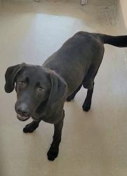 Shelter Stray Male Dog last seen Near Pindell Road, LOTHIAN, MD, 20711, 411 Maxwell Frye Rd, Millersville, MD 21108, USA