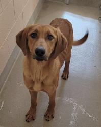 Shelter Stray Female Dog last seen Near Pindell Road, LOTHIAN, MD, 20711, 411 Maxwell Frye Rd, Millersville, MD 21108, USA