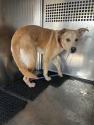 Shelter Stray Male Dog last seen Near Lamplight Village, PD station, AUSTIN, TX, 78727, 7201 Levander Loop bldg a, Austin, TX 78702, USA