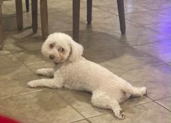 Lost Male Dog last seen Whittenburg, Edgecliff Village, TX 76134